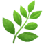HERB